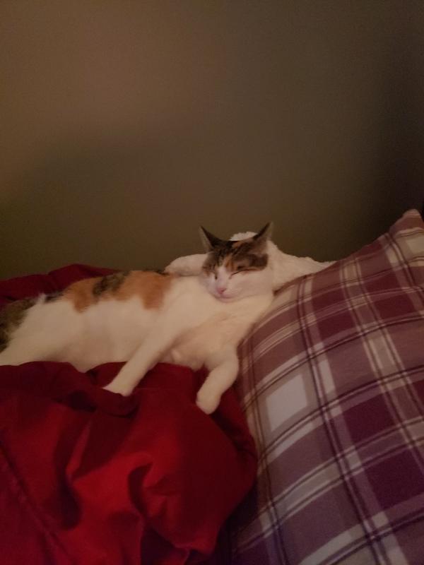 She loves her naps after she eats