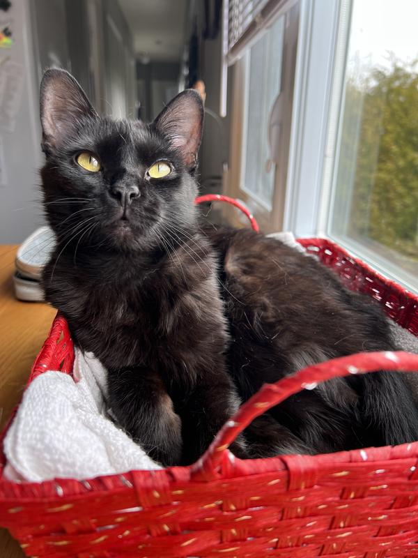 Cendrillon, ma belle amour <3
