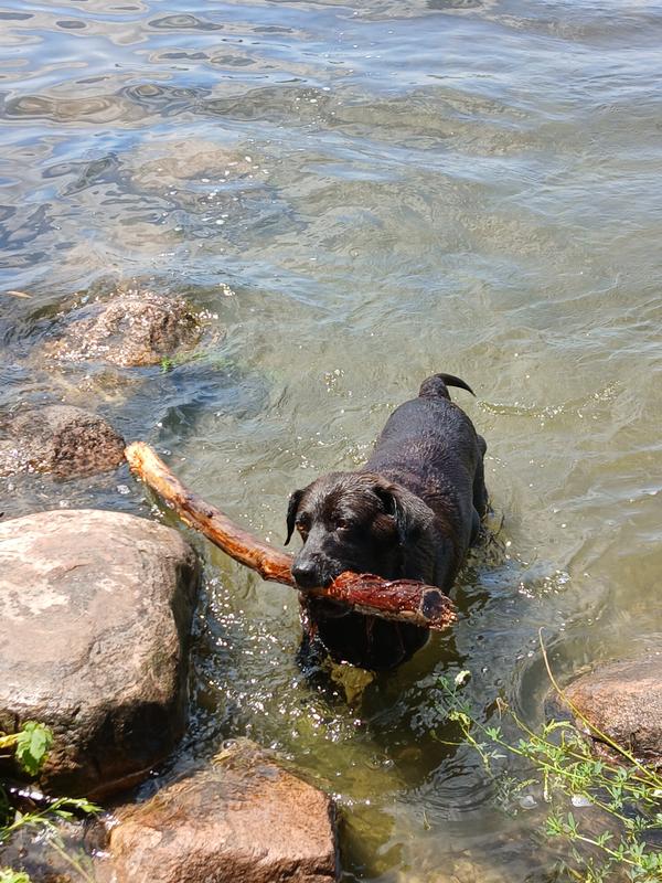 Tasha playing in the water