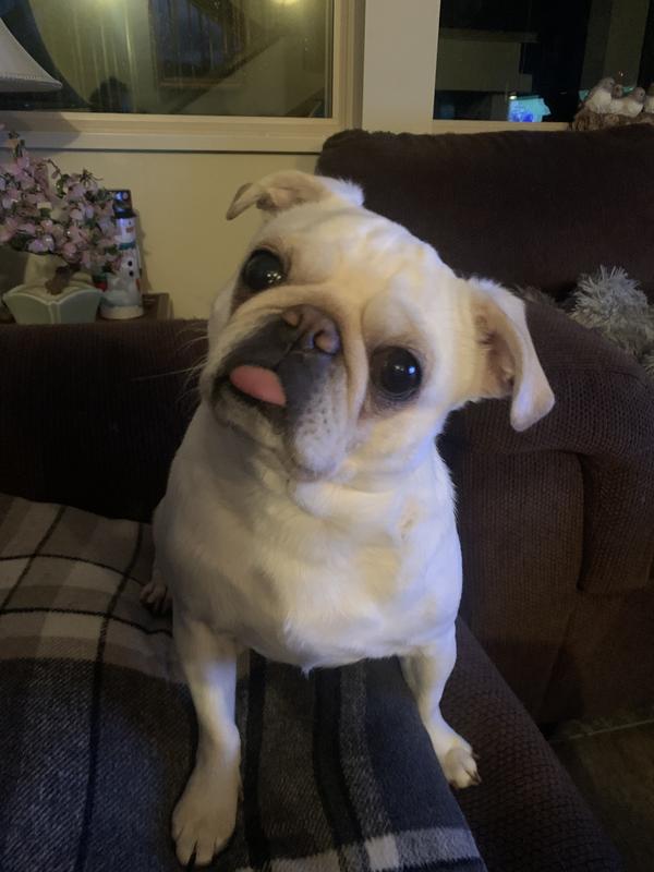 Murphy looking cute 🥰