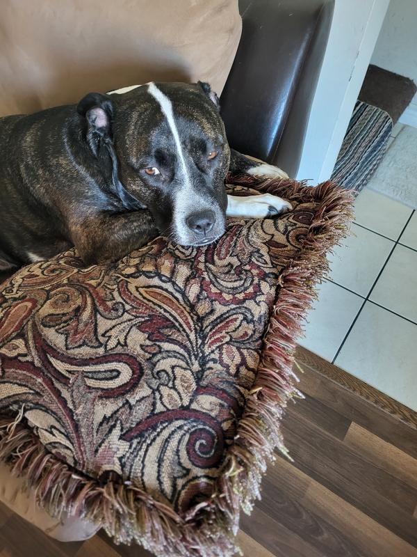 Photo - commentaire&nbsp;6.