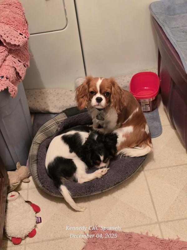 Just the right size for small breed pups