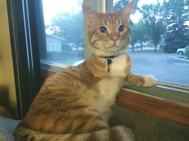 Harley, my tri pawed rescue buddy