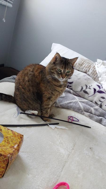 Bed time - I've captured the sticks.