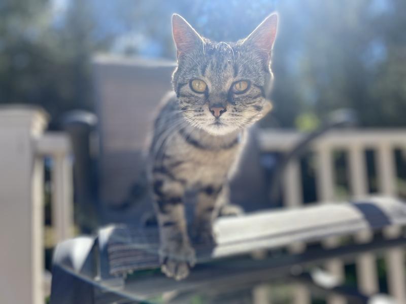 Photo - commentaire 6.