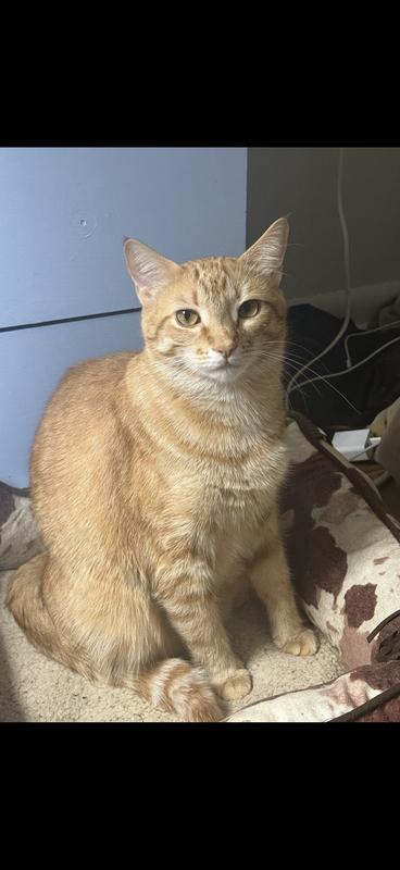 Happy Life  Happy Spoiled Cat