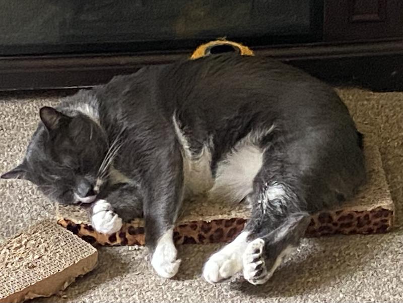 Napping after breakfast