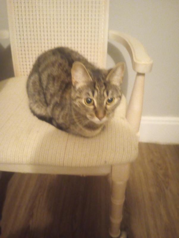 Molly lounging on my chair