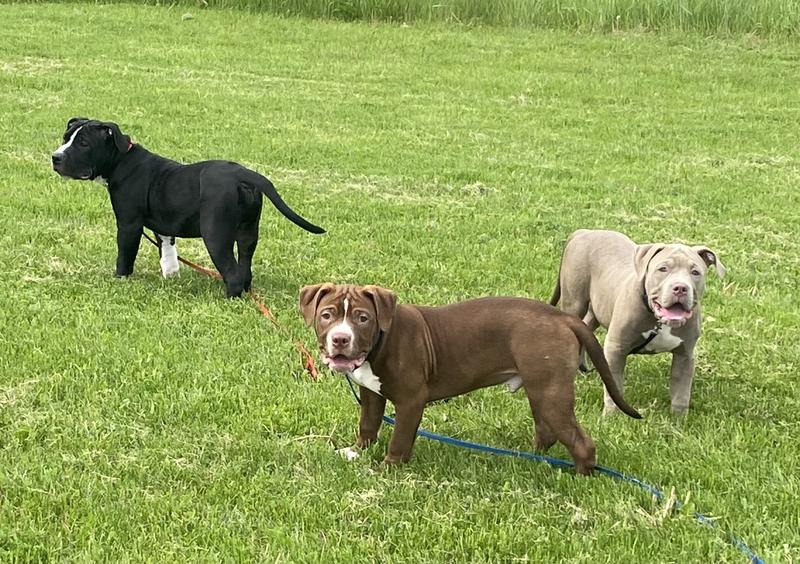 3 of my pups at 5 months old