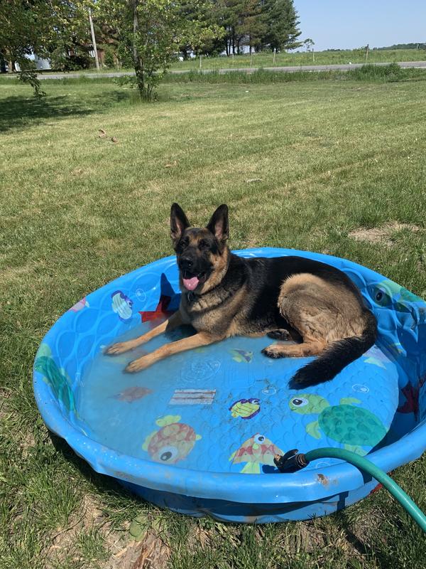 Léo. Berger Allemand. 5 ans