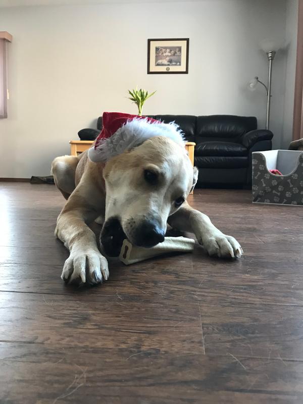 Love my Busy Bone