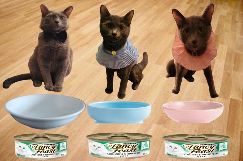 Three Russian Blue Babies waiting for their dinner.