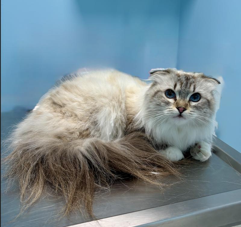 My name is Isla Mae Blue