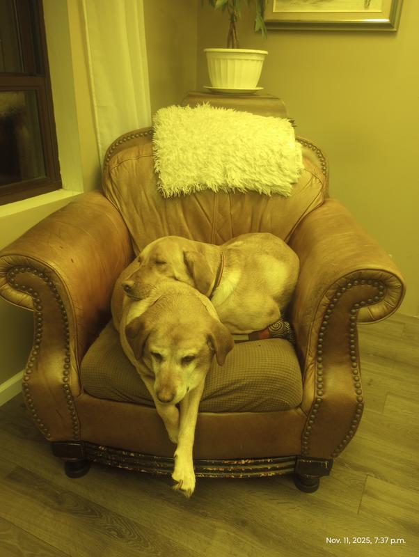 Mitzy snuggling with her big sister "Shasta"