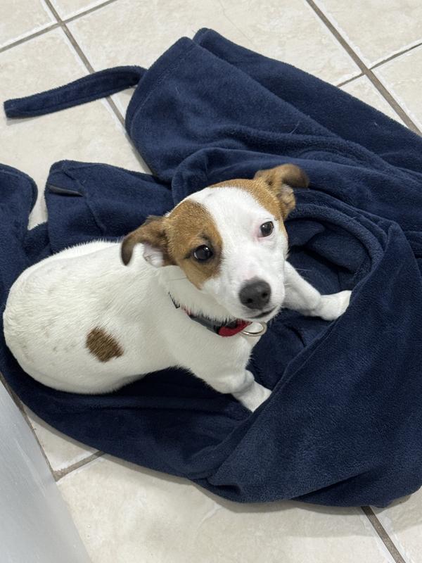 Bright eyes and shiny coat