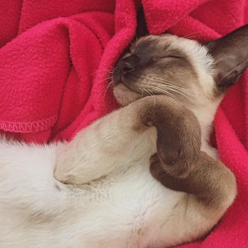 Photo - commentaire&nbsp;2.