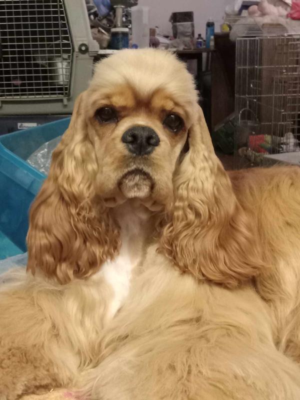 Four of the six puppies were shown and Gibson was the first to finish his champion title.