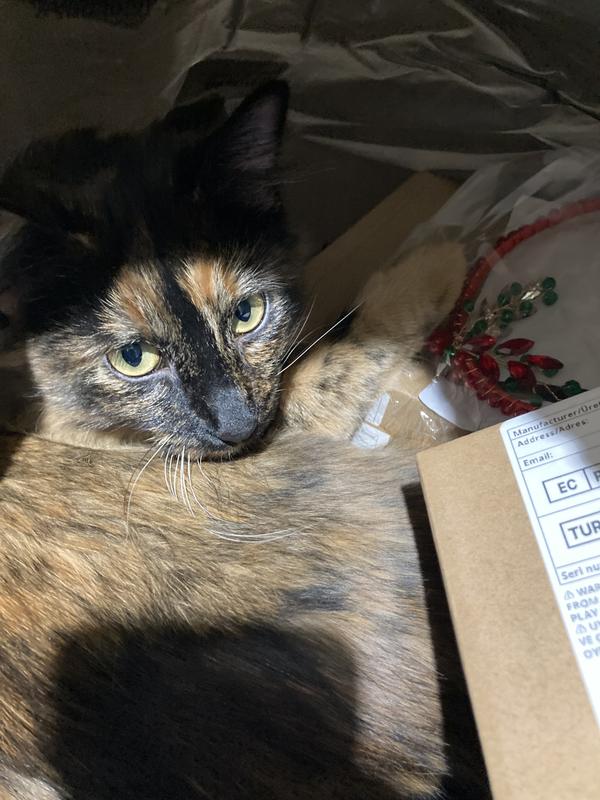 Waiting to unpack groceries