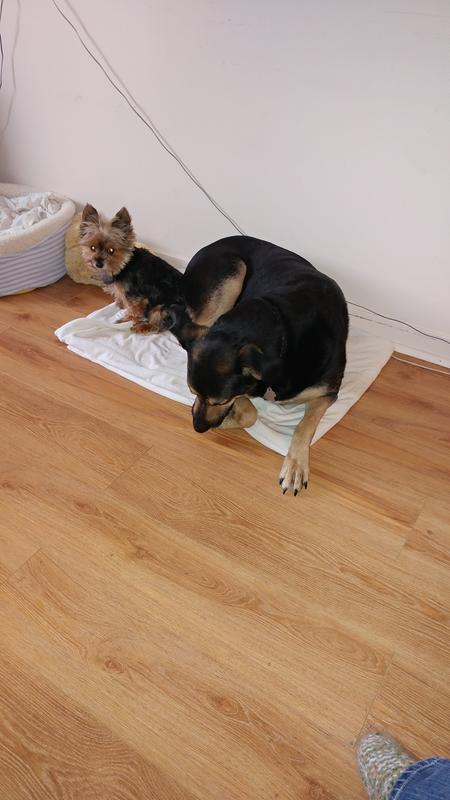 Mes chiens