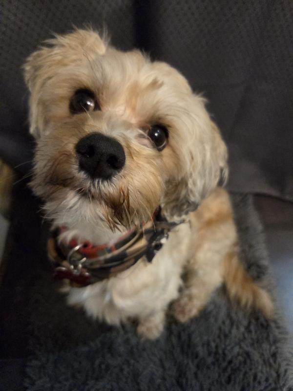 Photo - commentaire&nbsp;6.