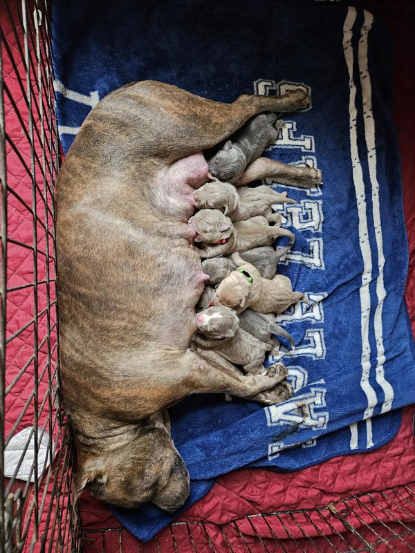 Momma and puppies