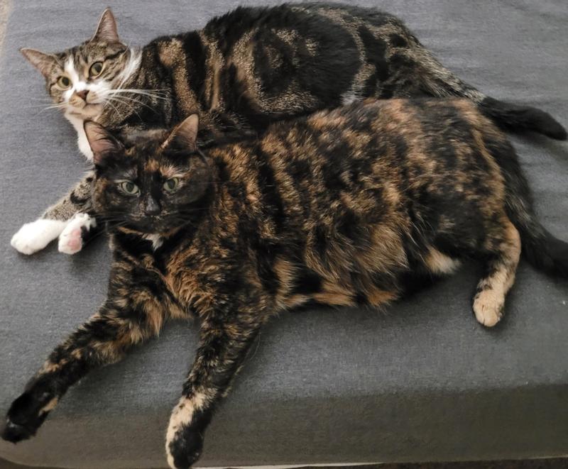 This is Lilly and Luna with their full bellies!