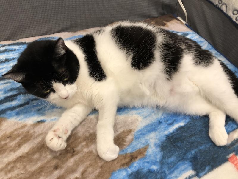 My HAPPY place, meow