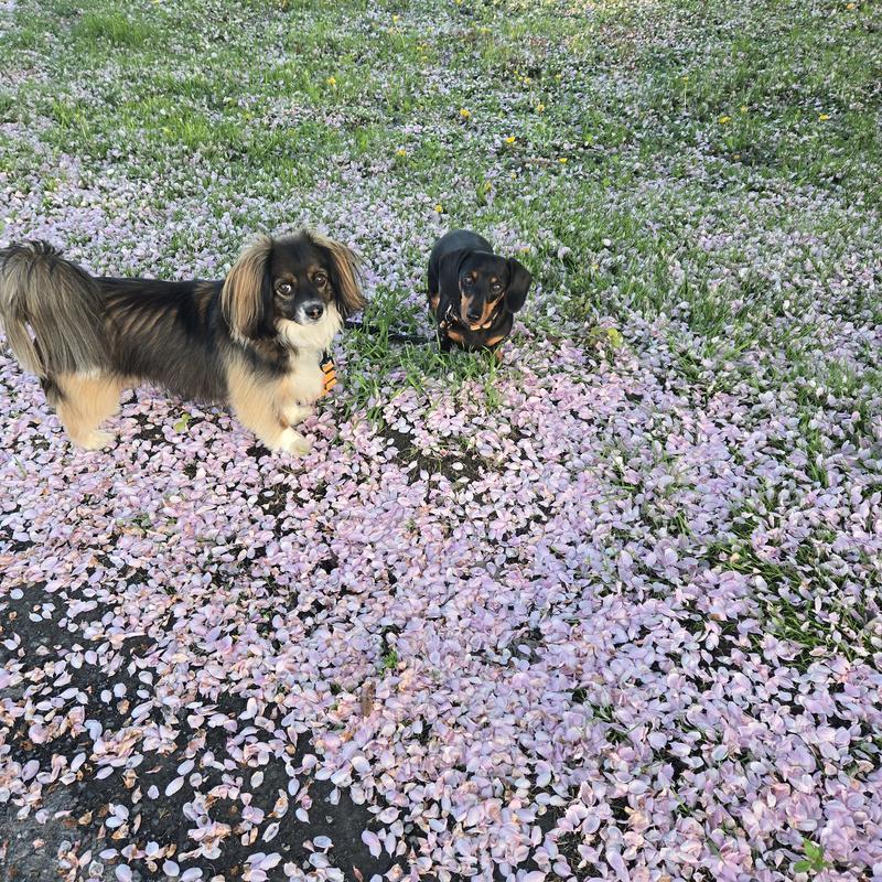 Photo - commentaire&nbsp;4.