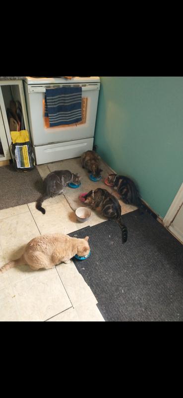 Photo - commentaire 4.