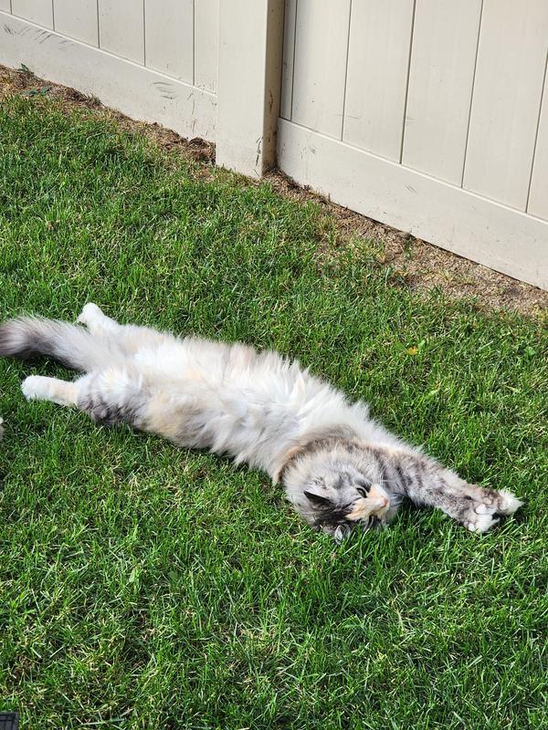 Jazzy loves the grass