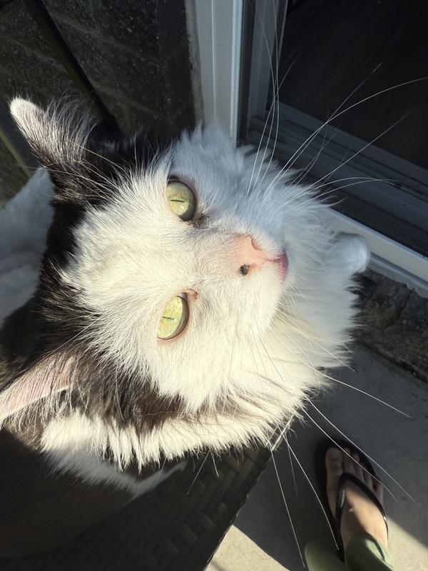 Photo - commentaire&nbsp;8.