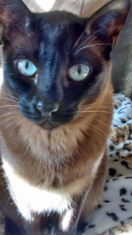 Voici notre chat mâle Tonkinois. ...il s'appelle Tonki.