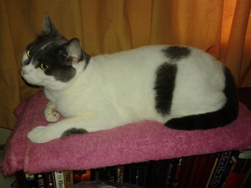 A content smile after a tasty meal