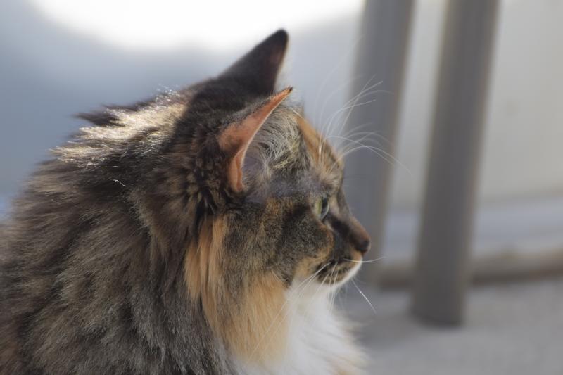 Mouse of the house!!!