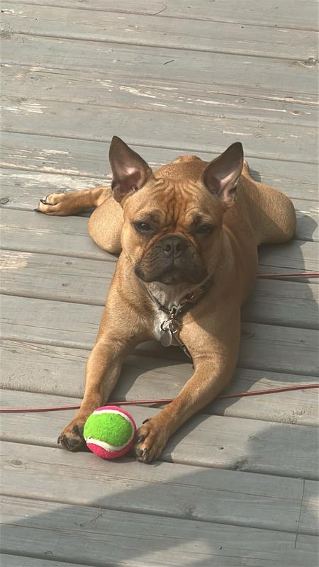 J’adore ma nouvelle balle 🎾 je l’ai mangé en 3 jours !! 😈🤦🏻‍♀️🤷🏻‍♀️