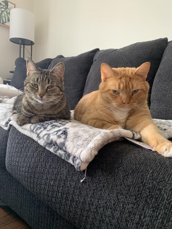 Kimchi (left), Lando (right)