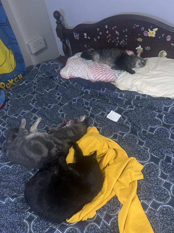 Kitties after eating purina!