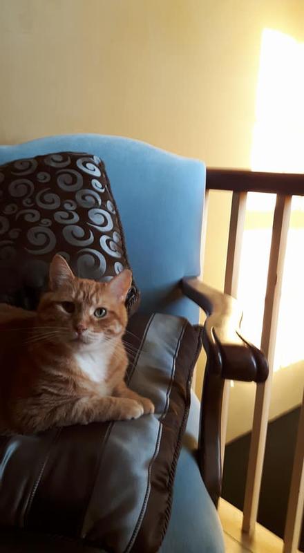 Tidy Cats endorsement from His Highness the Crown Prince Obie