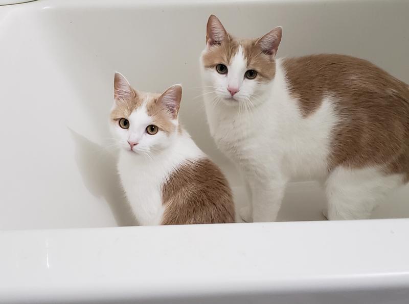 Twitty et son grand frère Balou