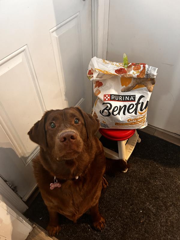 Mr. Chonker and his favourite meal