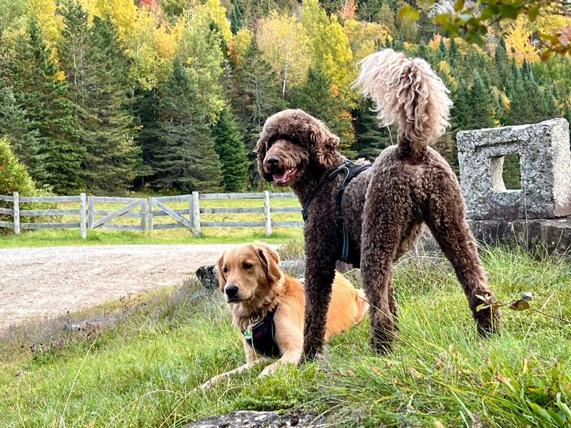 Mon caniche royal  et sa copine