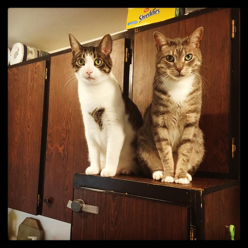 My handsome boys who love all Purina products.