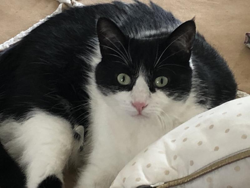 Picotine âgée de 6 ans très bonne chatte