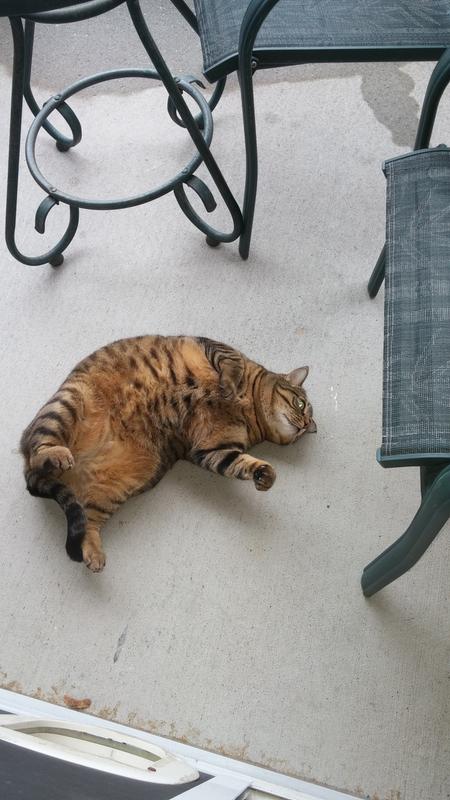 Photo de mon chat après avoir manger sa gâterie préférée