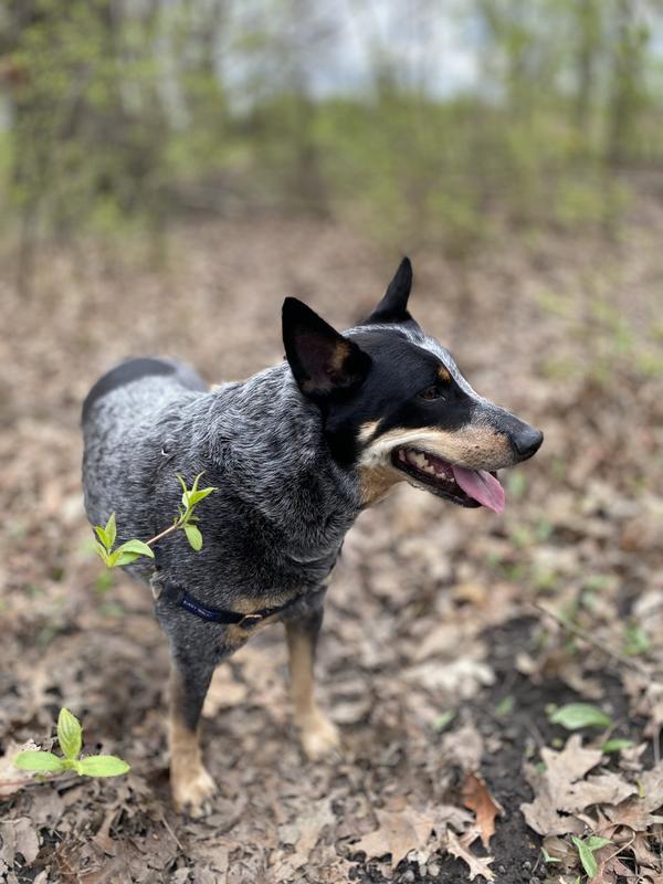 Walk in the dog park….