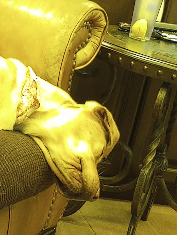 Mitzy our Cartoon Characternappibg