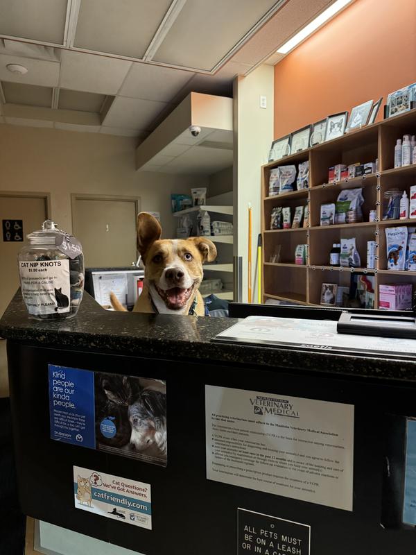working hard at the vet