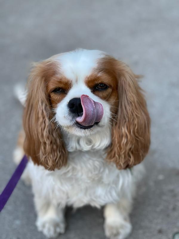 Rudy loves Purina Pro Plan Dog food - Look at him he's licking his chops.
