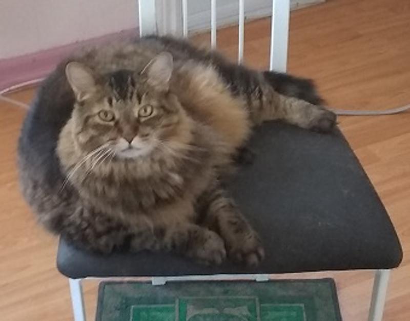 Sa chaise préférée pour surveiller tout ce que je fais.