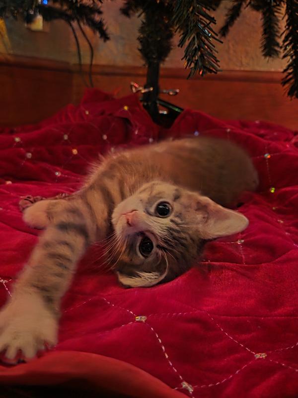 Merry Christmas from Milo